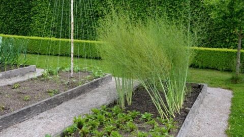 Asparagus Companion Plants For Your Australian Garden