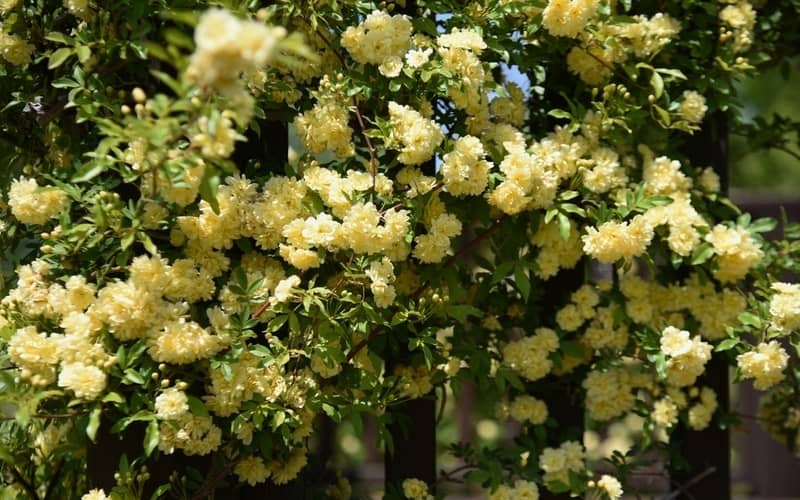yellow banksia rose climbing on a garden fence