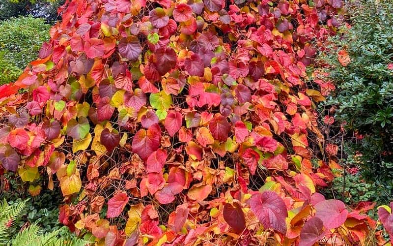 crimson glory vine climbing along shrubbery