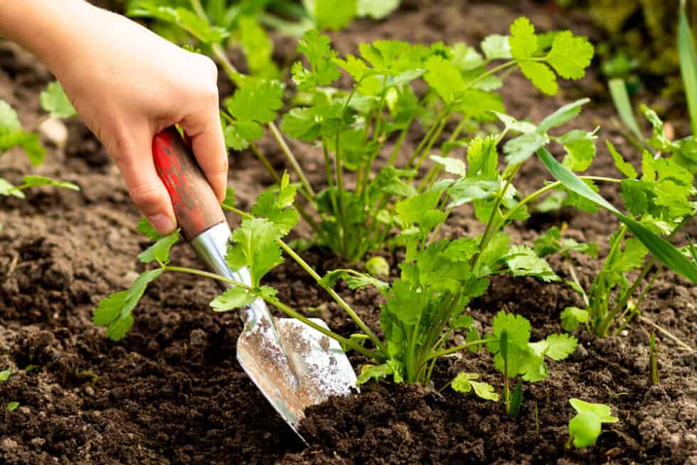 How To Grow Coriander | Lawn.com.au