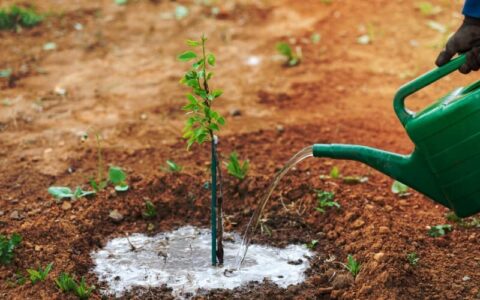 Ornamental Pear Trees In Australia: A Complete Growing Guide