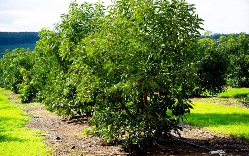 rows of avocado trees in an organic avocado plantation in Western Australia