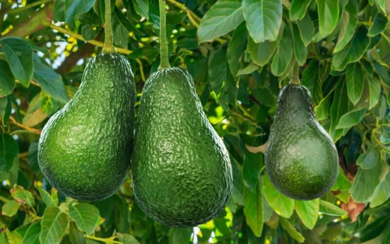 pear shaped Edranol avocado fruits up close