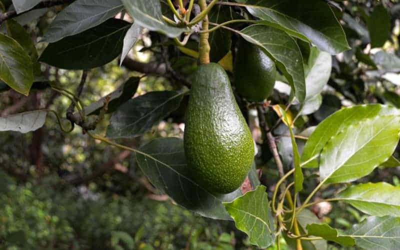 evergreen Fuerte avocado variety fruit hanging from its tree