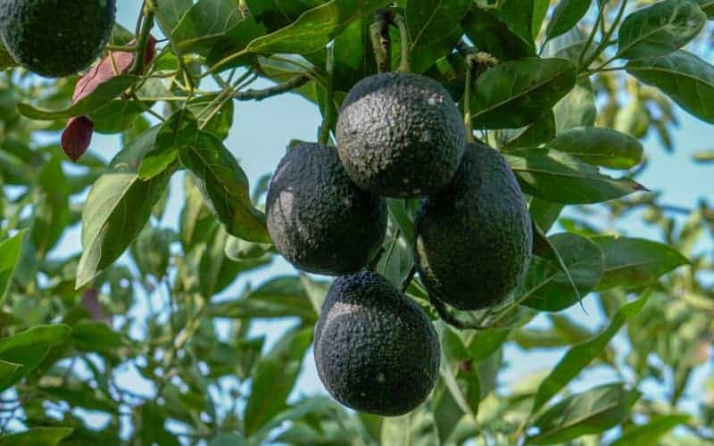 Maluma avocado fruits hanging from the tree