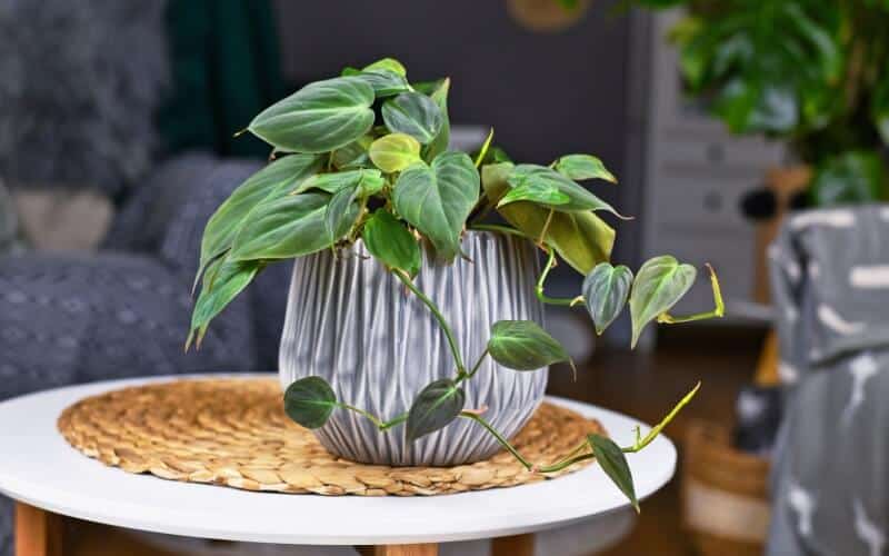 Philodendron Hederaceum Micans houseplant in gray flower pot on coffee table
