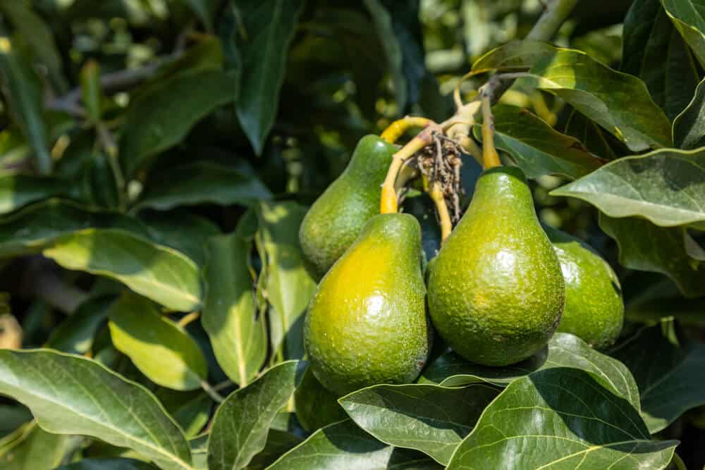Avocado Varieties In Australia
