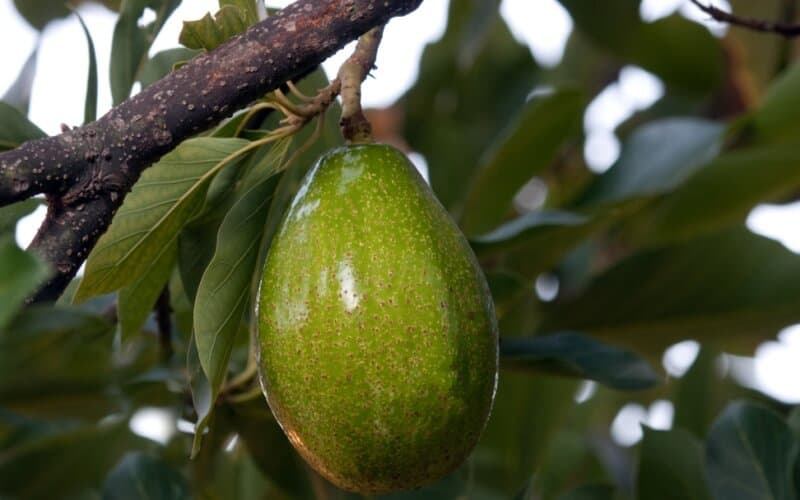 Sharwil avocado up close showing light green skin with yellow specks