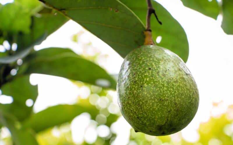 egg shaped bacon avocado fruit hanging from a tree