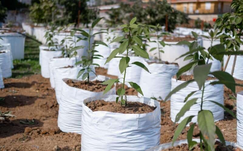 Avocado seedlings in white bags for planting in garden