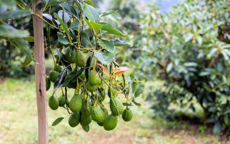 Wurtz avocado fruits growing from drooping branches