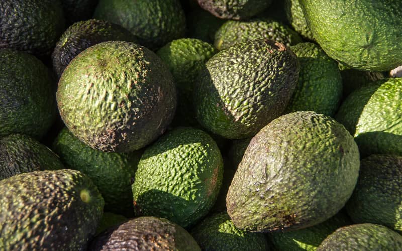 pile of Gem avocado fruits clustered together up close