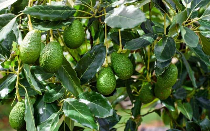green Hass avocado fruits hanging in the tree