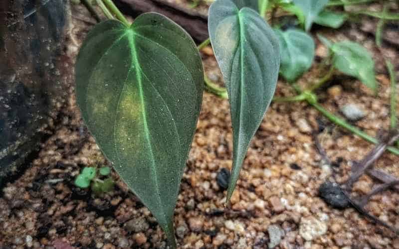 Yellowing leaves of philodendron micans