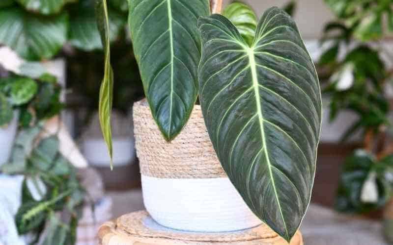 Long leaves of philodendron melanochrysum