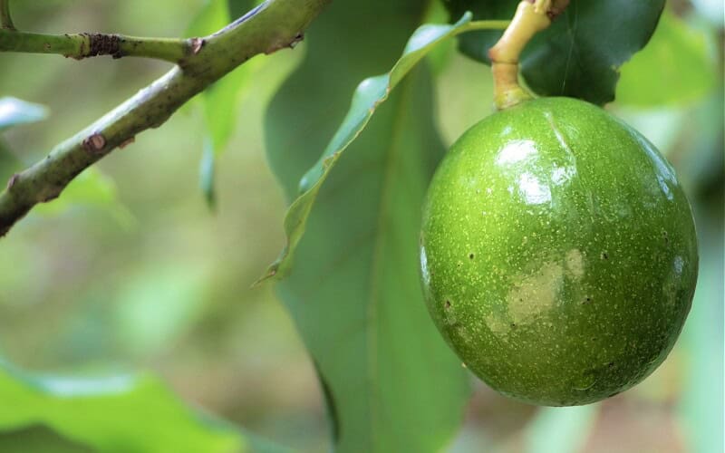close up of the shiny and circular fruit of reed avocado