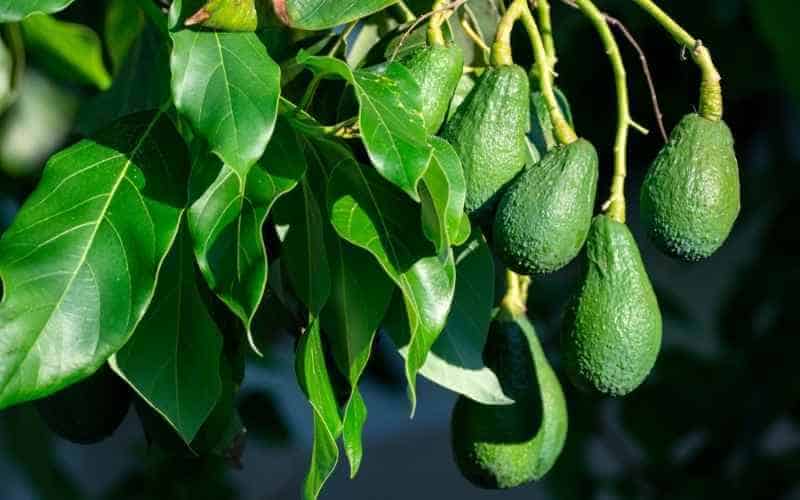Young Shepard avocado fruits growing from tree