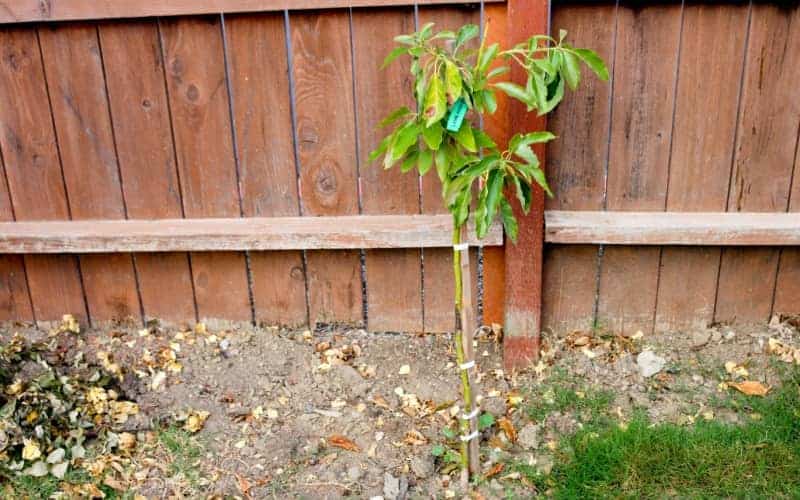 Young Lamb Haas avocado tree in backyard planted near a wooden fence