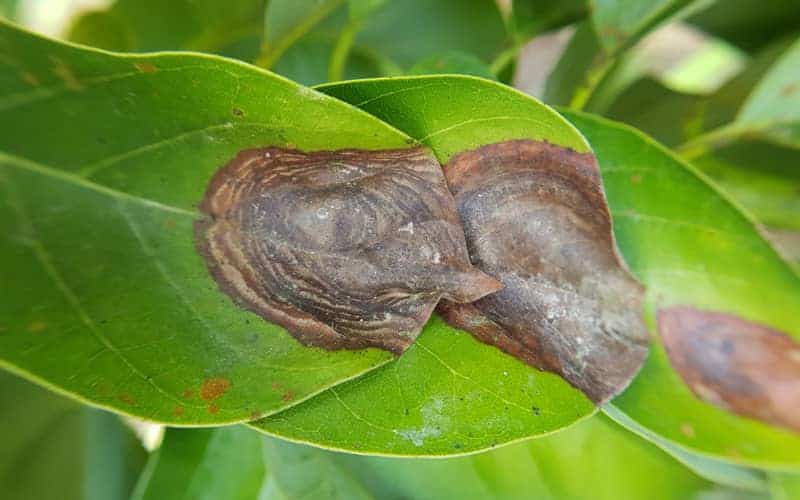 Anthracnose on avocado leaves resulting to large brown patch 