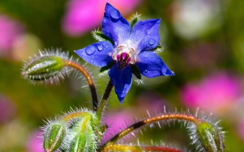 Borage flower with blue star-shaped petals up close