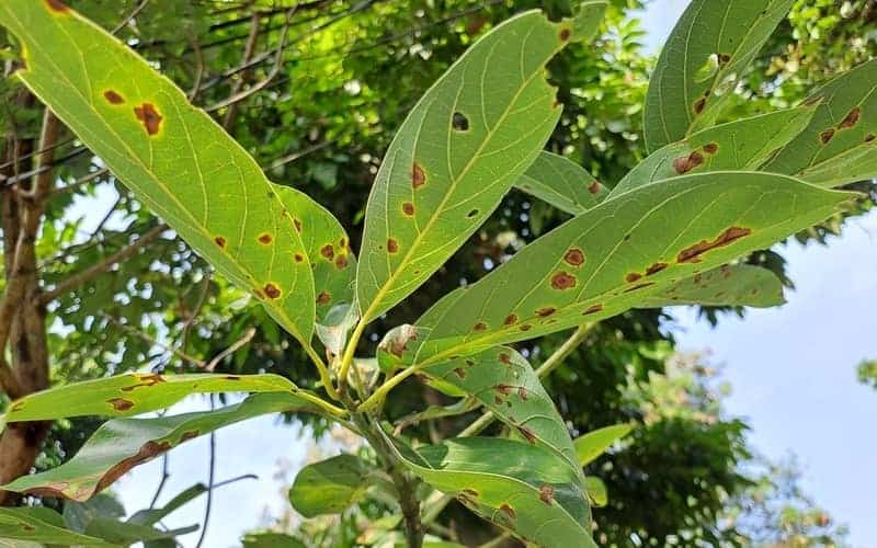Leaf spot or black spot disease on avocado leaves 