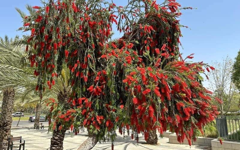 bottle brush tree with blooming red flowers 