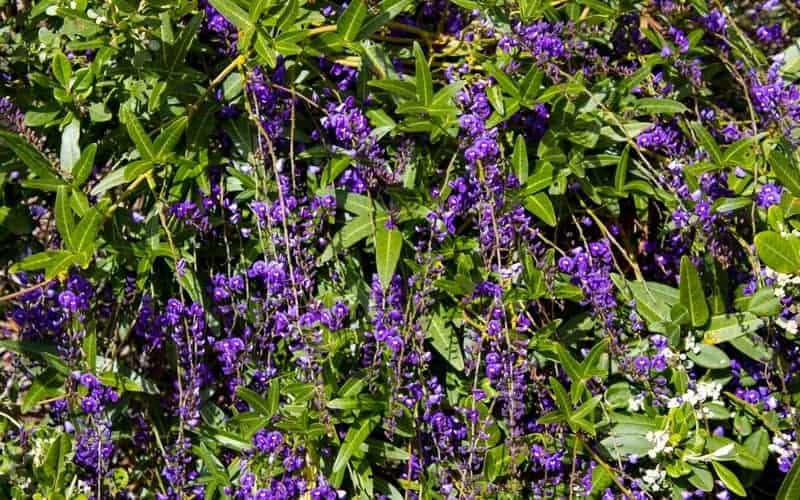 Hardenbergia violacea flowers cascading down