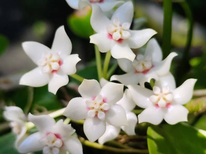 Cluster of shiny white flowers with red centers of Hoya australis