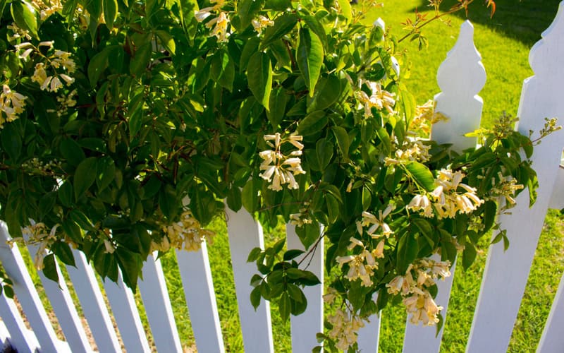 Wonga wonga vine flowers blooming in spring adorns a white wooden fence