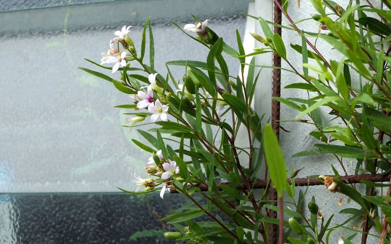 apple berry plant with white flowers blooming near a window