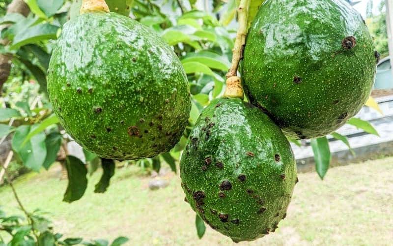 avocado fruits attacked by pests