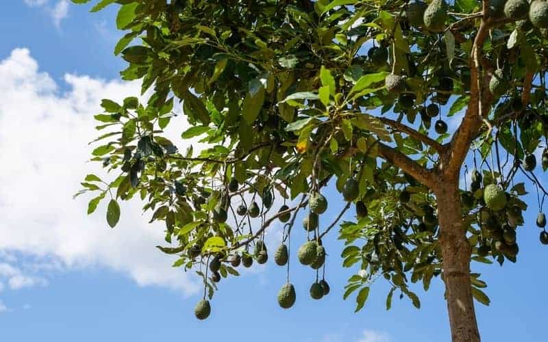 avocado tree canopy with avocado fruits hanging from branches