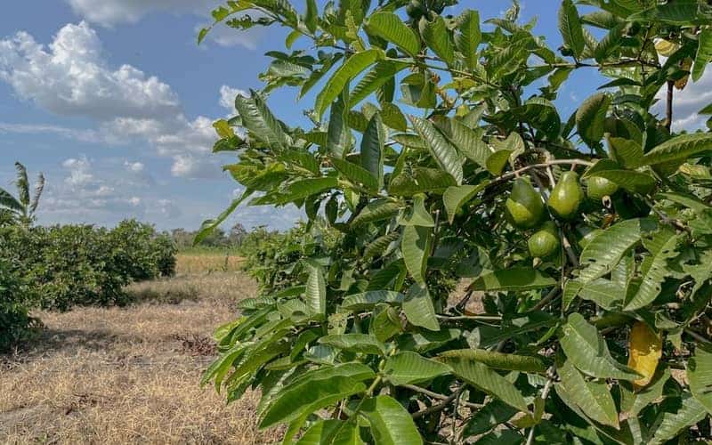 avocado tree in a field