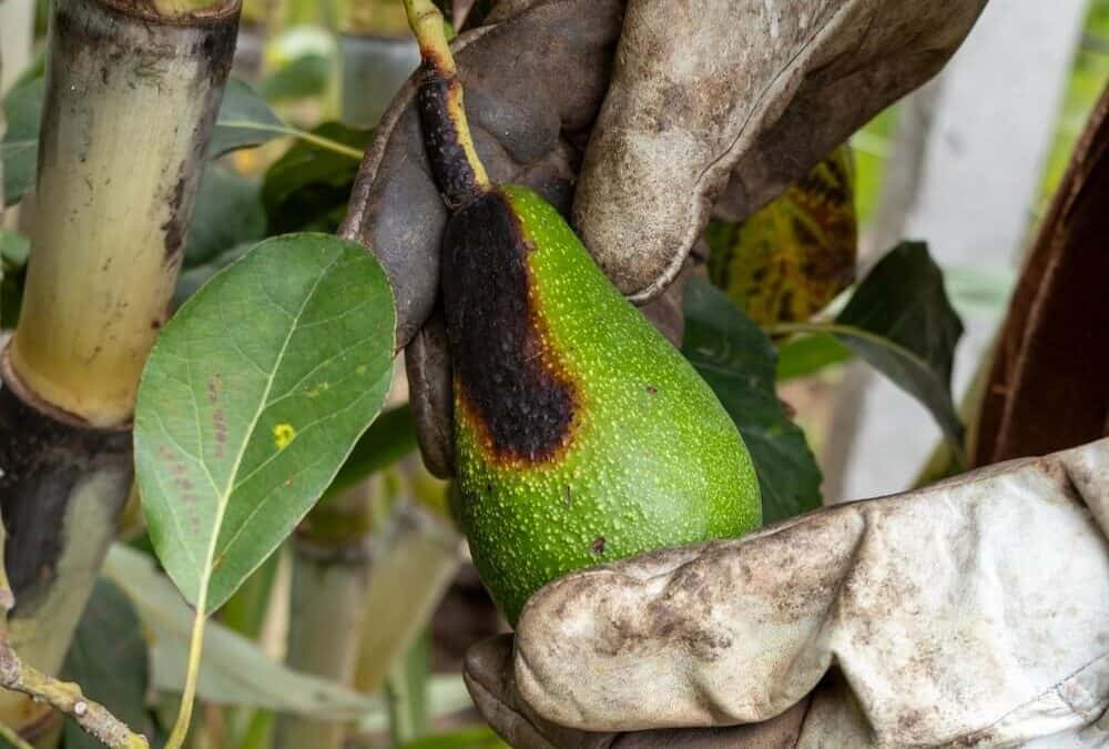 Avocado Tree Problems (And Solutions!)