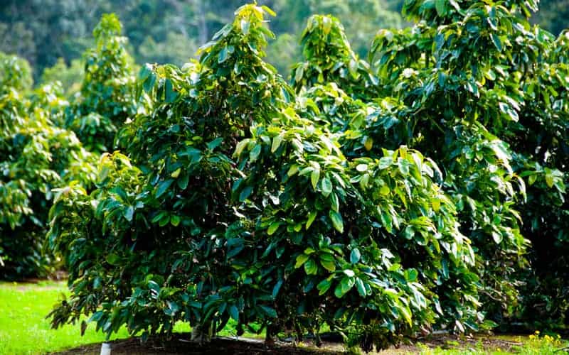 avocado trees on a plantation 