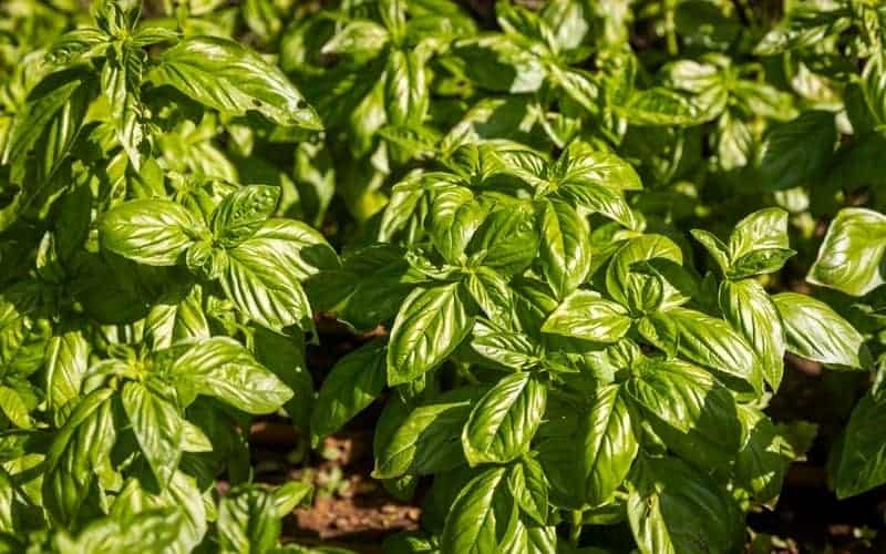 basil plants growing in a garden