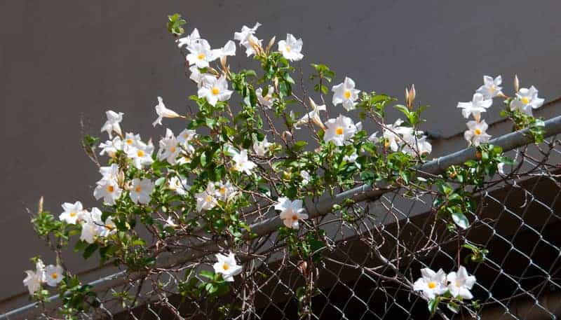 bower vine with white flowers climbing wired fence