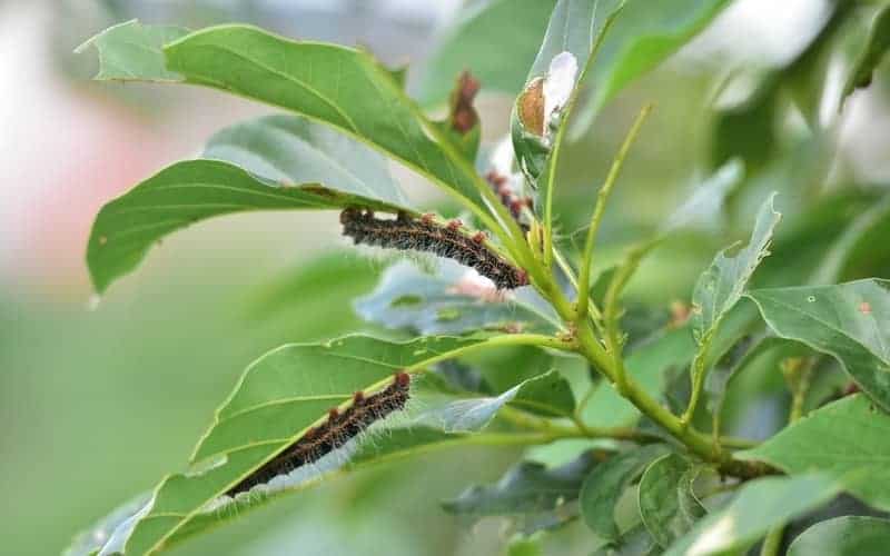 caterpillars eating avocado leaves