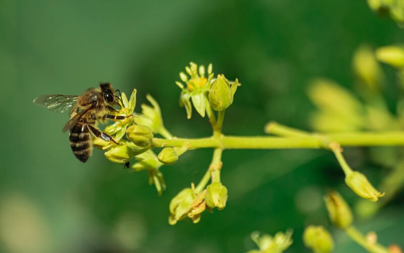 close up of a bee on an avocado tree
