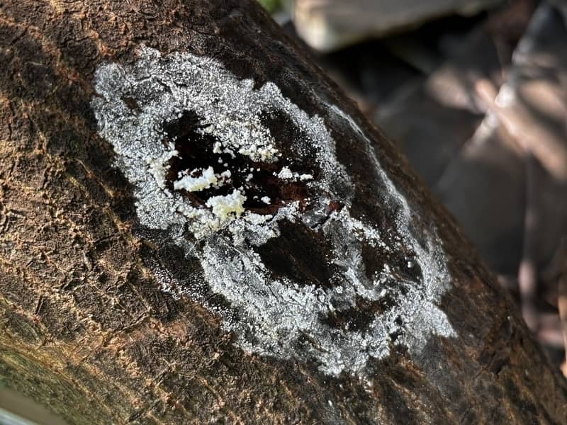 fluid oozing from a dark lesion on a branch of an avocado tree due to bacterial canker