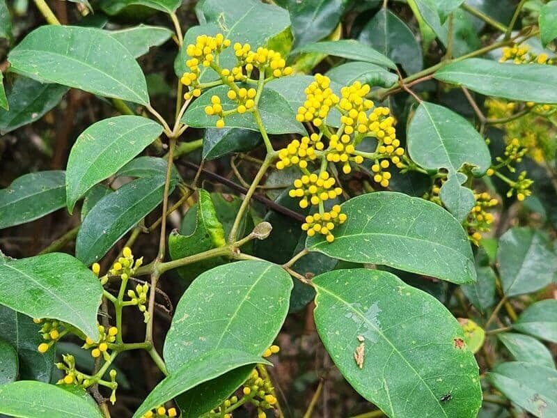 yellow grape ivy flowers blooming in clusters
