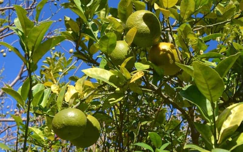 grapefruit tree with round fruits hanging from branches