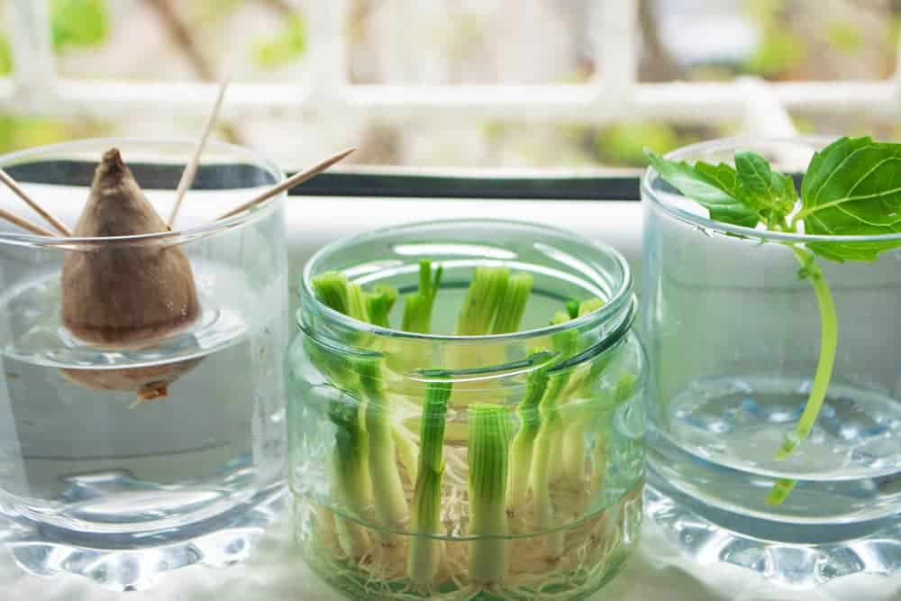 Growing green onions scallions from scraps by propagating in water in a jar on a window sill, basil rooting in water and avocado growing from seed with toothpicks for support