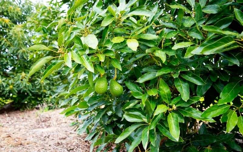avocado fruits hanging from avocado tree branches