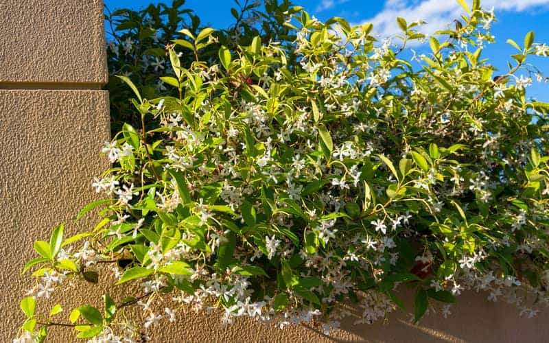 native jasmine climbing over a wall