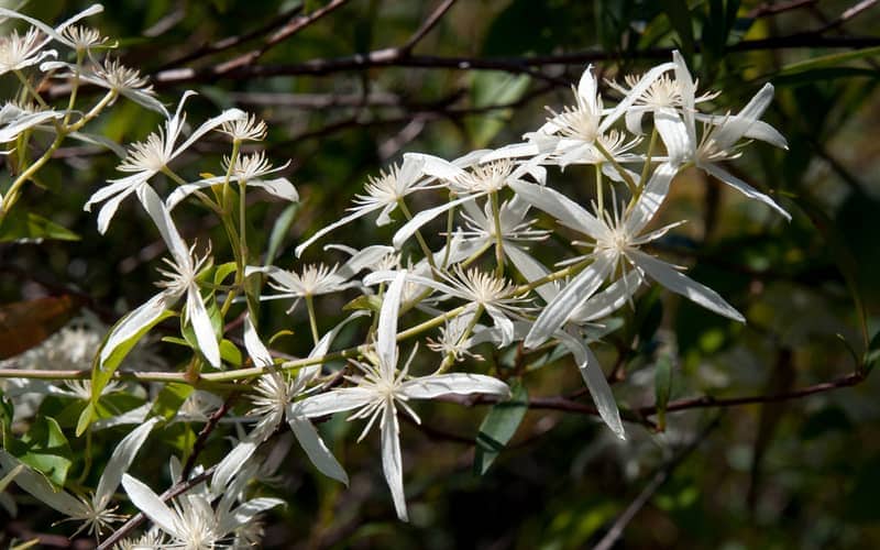 old man's beard with white flowers up close