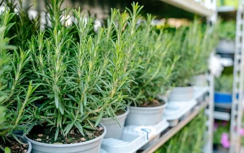 Rosemary plants in pots