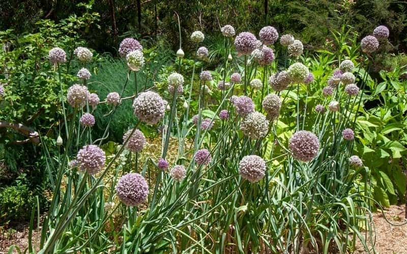 row of leeks in a garden in Sydney, Australia