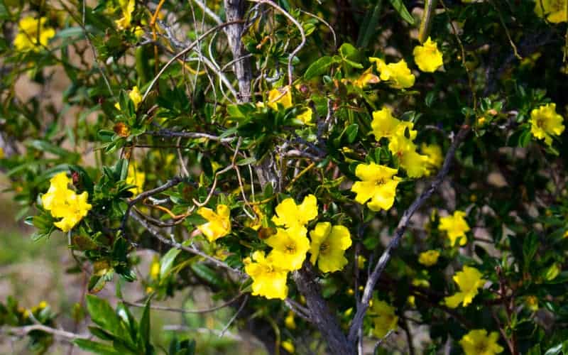 Golden Guinea flower Hibbertia scandens in bloom
