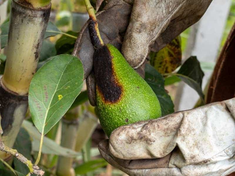 Hands with gloves holding an avocado fruit with black rot on skin and stem